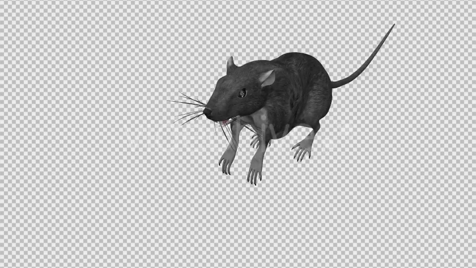 Rat Run Jump Loop Front Angle Videohive 18304934 Motion Graphics Image 6