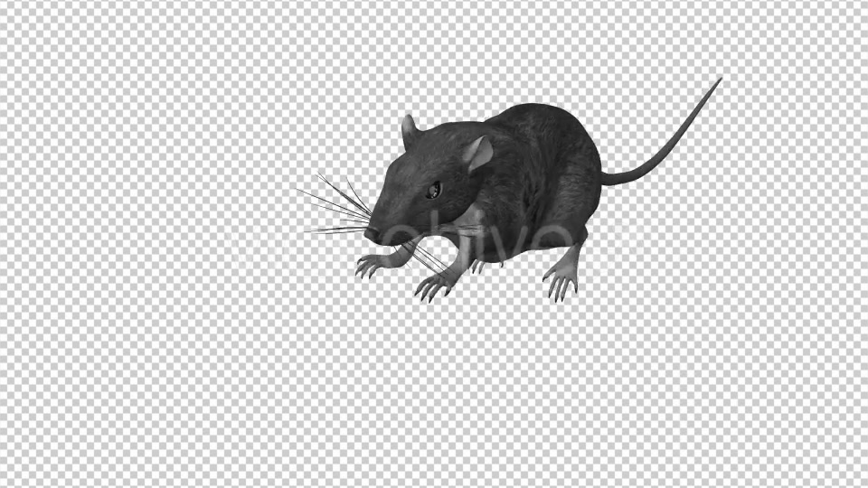 Rat Run Jump Loop Front Angle Videohive 18304934 Motion Graphics Image 7