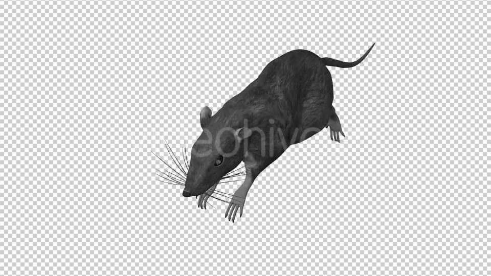 Rat Run Jump Loop Front Angle Videohive 18304934 Rapid Download Motion  Graphics