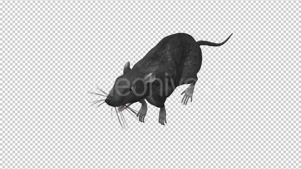 Rat Run Jump Loop Front Angle Videohive 18304934 Motion Graphics Image 9