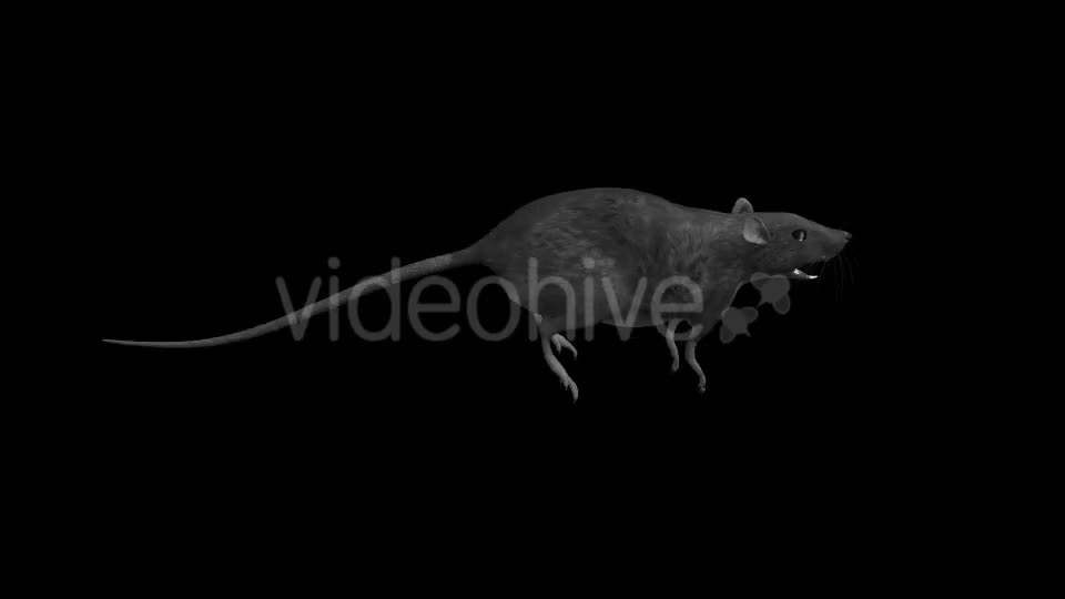 Rat Run Jump Loop Side View Videohive 18304922 Motion Graphics Image 1