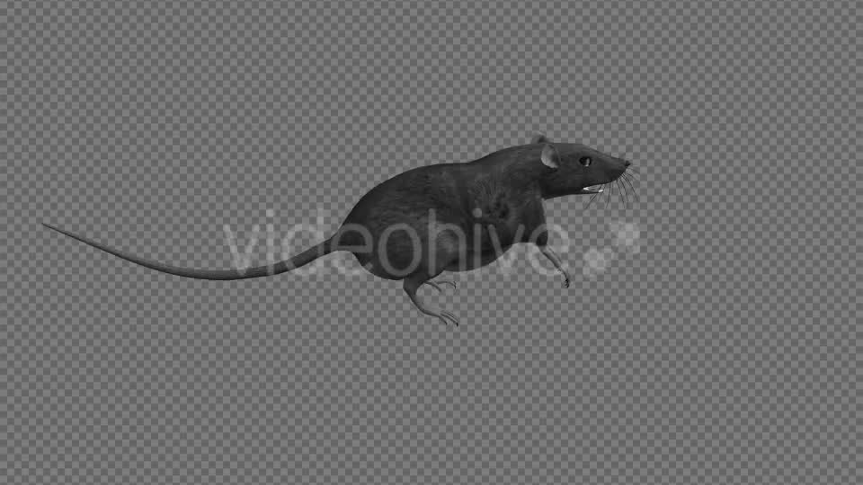 Rat Run Jump Loop Side View Videohive 18304922 Motion Graphics Image 10