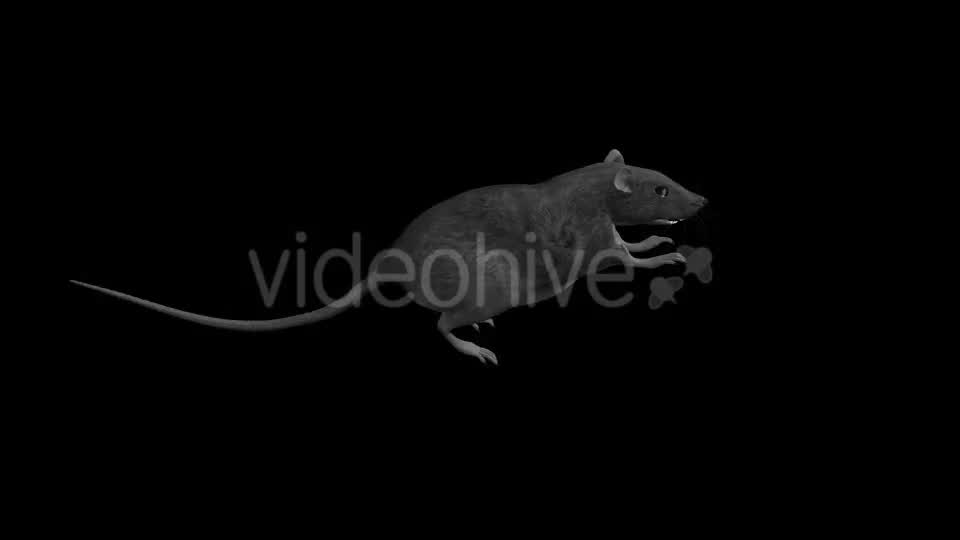 Rat Run Jump Loop Side View Videohive 18304922 Motion Graphics Image 11