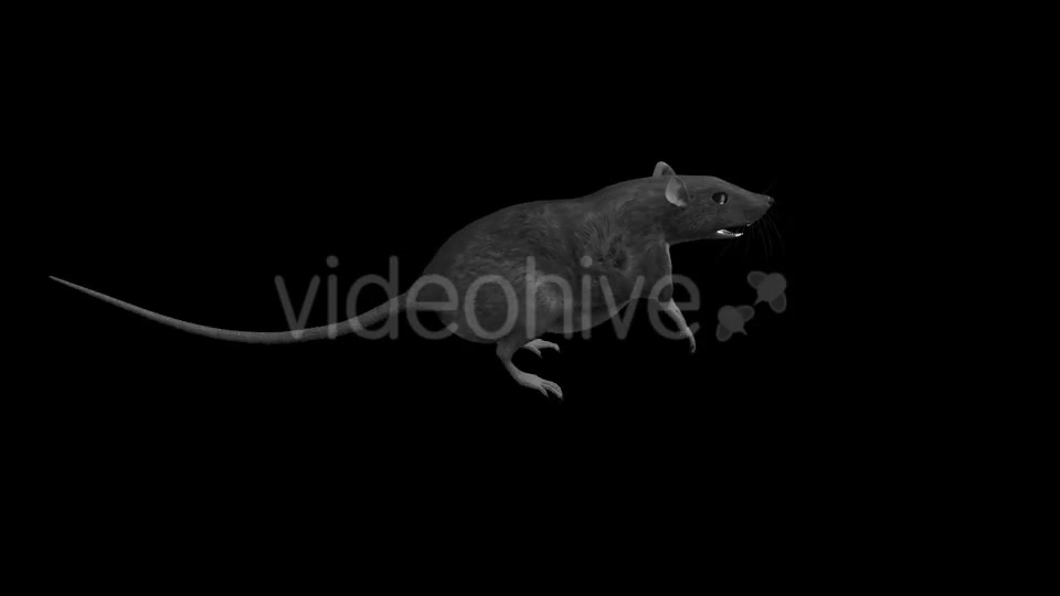 Rat Run Jump Loop Side View Videohive 18304922 Motion Graphics Image 2