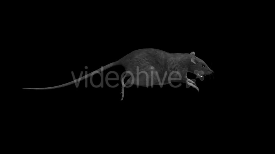 Rat Run Jump Loop Side View 18304922 Videohive Fast Download Motion Graphics