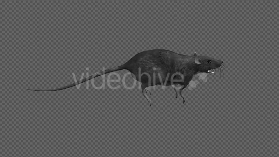 Rat Run Jump Loop Side View Videohive 18304922 Motion Graphics Image 5
