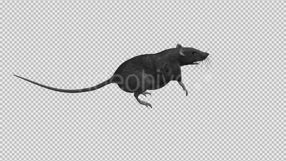 Rat Run Jump Loop Side View Videohive 18304922 Motion Graphics Image 6