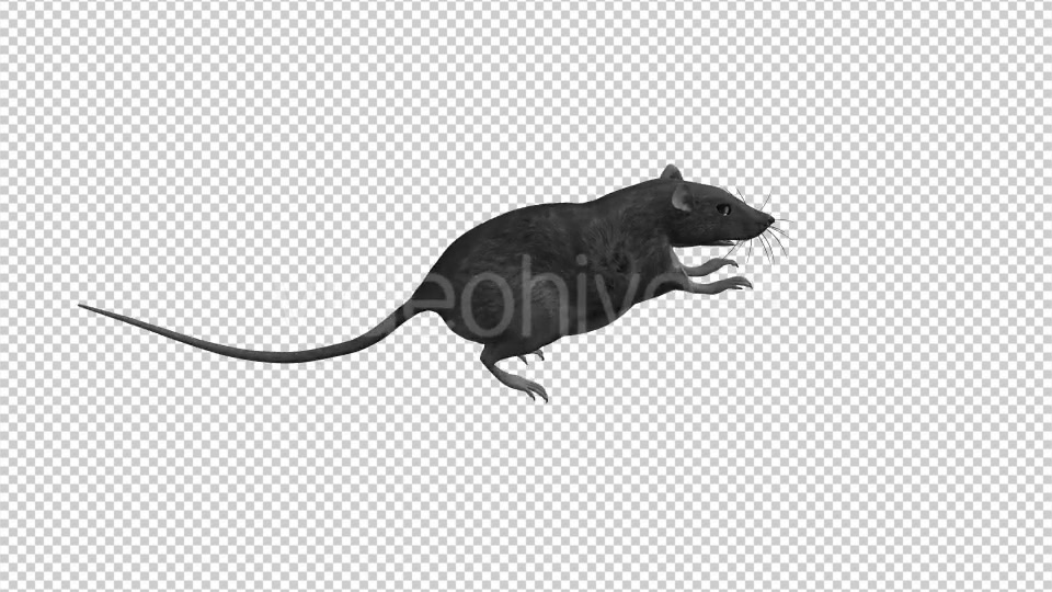 Rat Run Jump Loop Side View Videohive 18304922 Motion Graphics Image 7