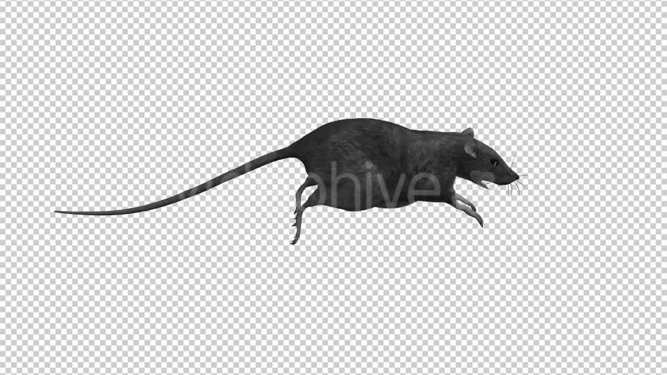 Rat Run Jump Loop Side View Videohive 18304922 Motion Graphics Image 8