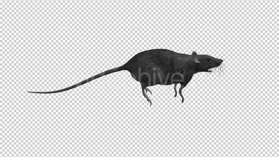 Rat Run Jump Loop Side View Videohive 18304922 Motion Graphics Image 9