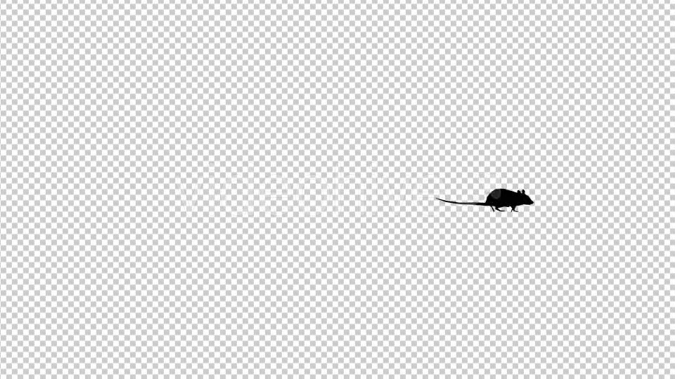 Rat Silhouette Walking Videohive 19305408 Motion Graphics Image 6