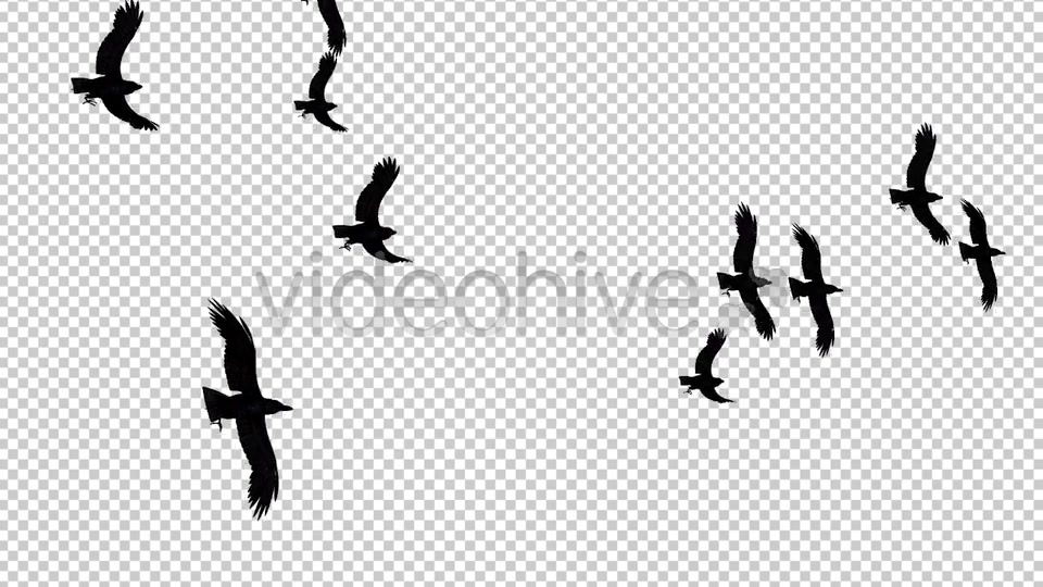 Raven Flock Transition Pack of 6 Videohive 5480778 Motion Graphics Image 10