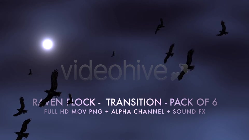 Raven Flock Transition Pack of 6 Videohive 5480778 Motion Graphics Image 5