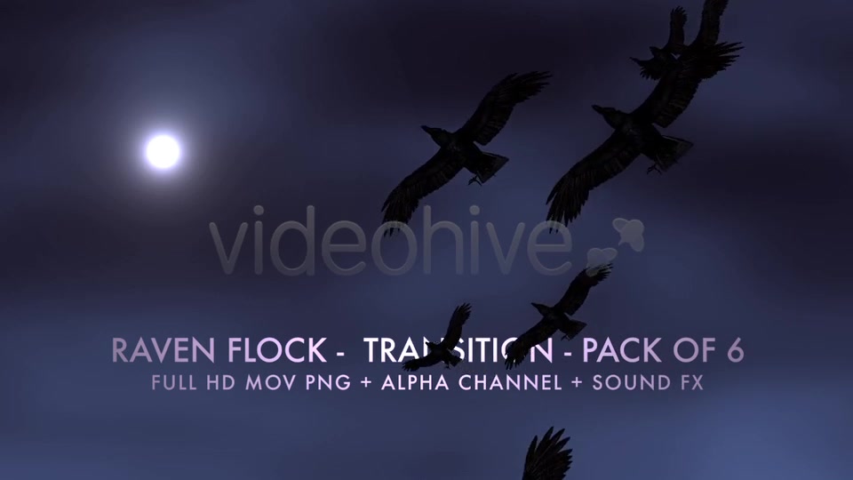 Raven Flock Transition Pack of 6 Videohive 5480778 Motion Graphics Image 8