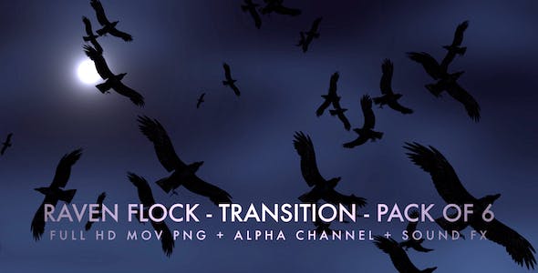 Raven Flock Transition Pack of 6 - Videohive 5480778 Download