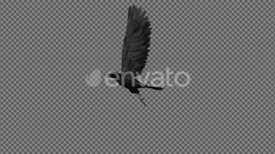 Raven Flying Videohive 21614892 Motion Graphics Image 1