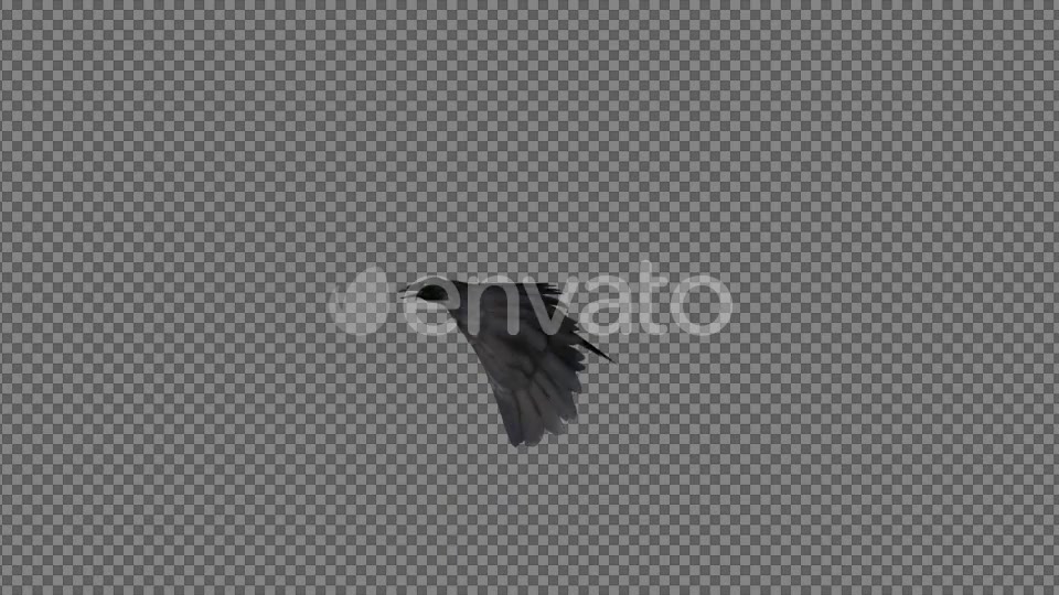 Raven Flying Videohive 21614892 Motion Graphics Image 4