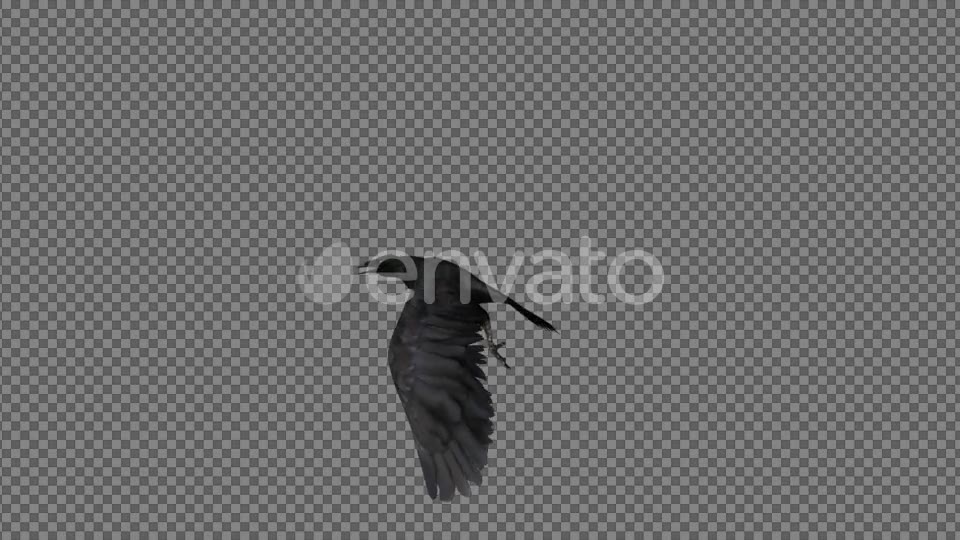 Raven Flying Videohive 21614892 Motion Graphics Image 5
