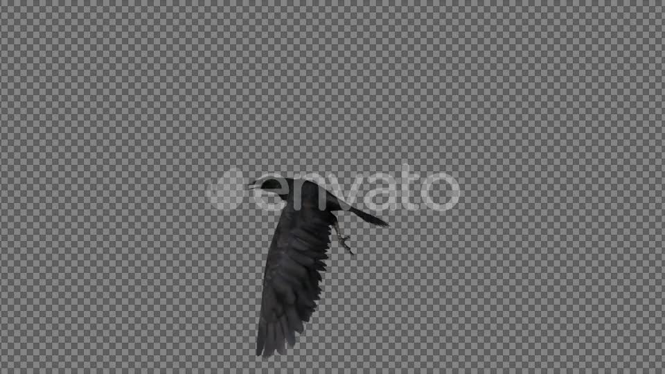 Raven Flying Videohive 21614892 Motion Graphics Image 6