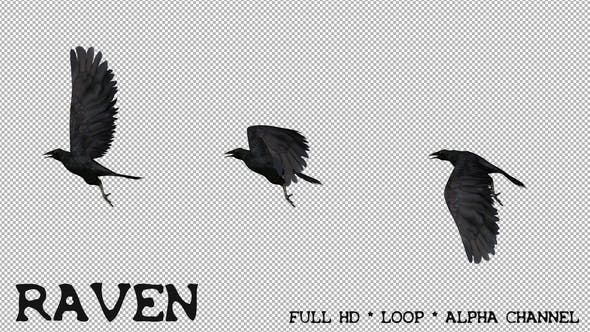 Raven Flying - 21614892 Download Videohive