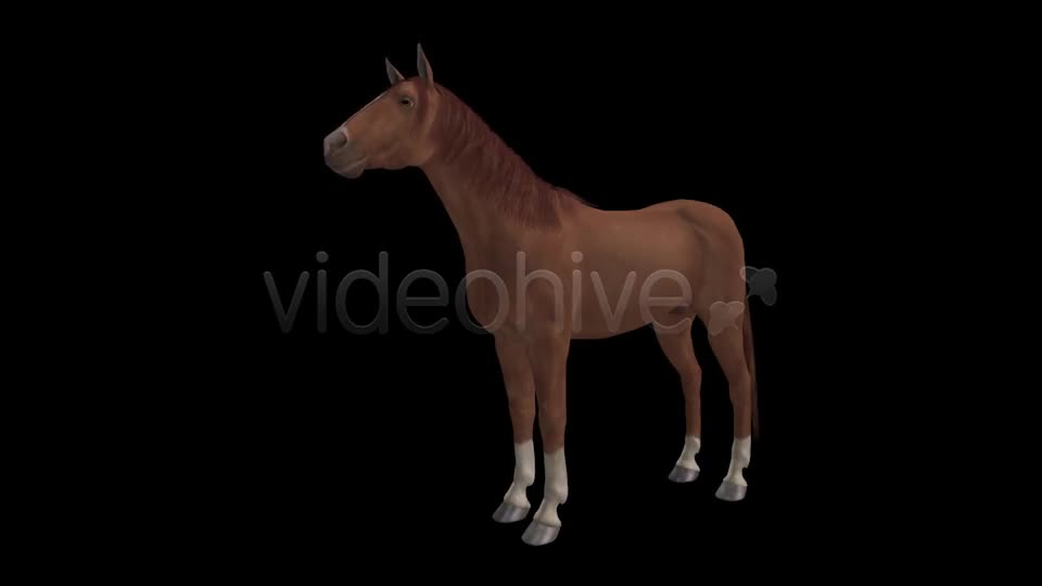 Real Horse Chestnut Pack of 2 Videohive 6588702 Motion Graphics Image 1