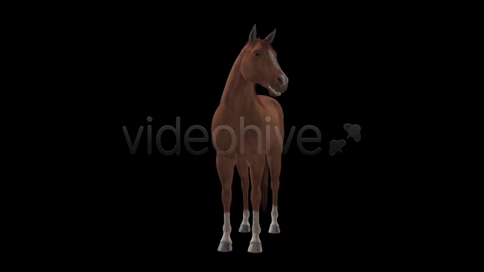Real Horse Chestnut Pack of 2 Videohive 6588702 Motion Graphics Image 10
