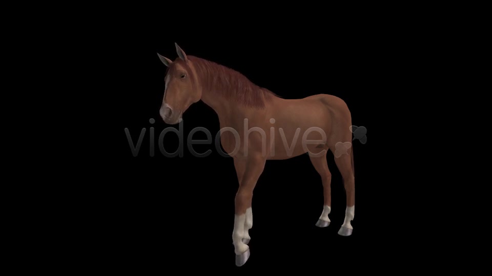 Real Horse Chestnut Pack of 2 Videohive 6588702 Motion Graphics Image 2