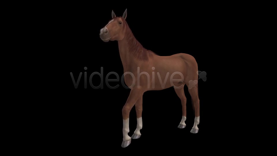 Real Horse Chestnut Pack of 2 Videohive 6588702 Motion Graphics Image 3