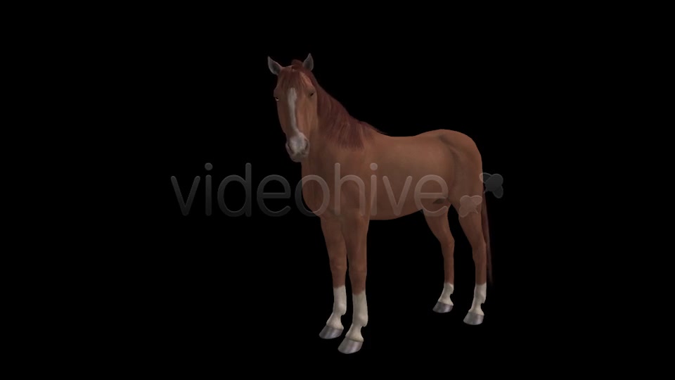Real Horse Chestnut Pack of 2 Videohive 6588702 Motion Graphics Image 4