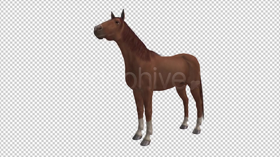 Real Horse Chestnut Pack of 2 Videohive 6588702 Motion Graphics Image 5