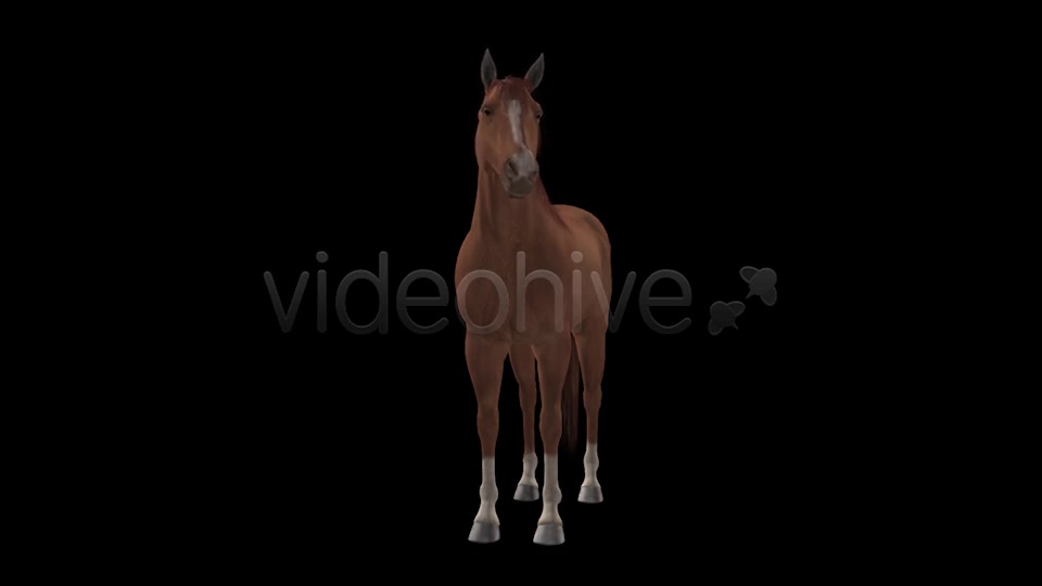 Real Horse Chestnut Pack of 2 Videohive 6588702 Motion Graphics Image 7