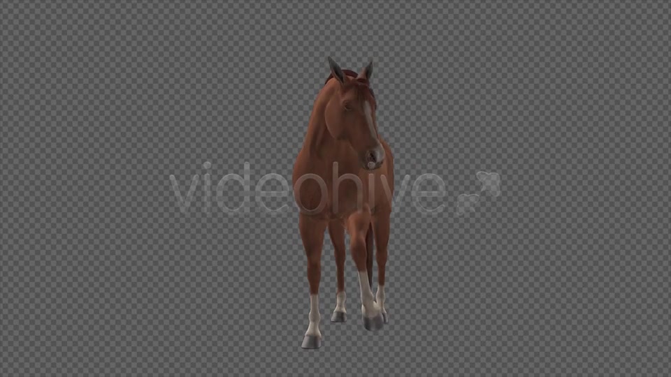 Real Horse Chestnut Pack of 2 Videohive 6588702 Motion Graphics Image 8