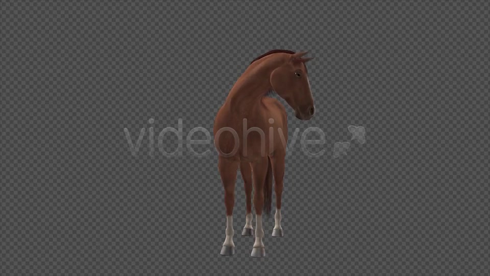 Real Horse Chestnut Pack of 2 Videohive 6588702 Motion Graphics Image 9