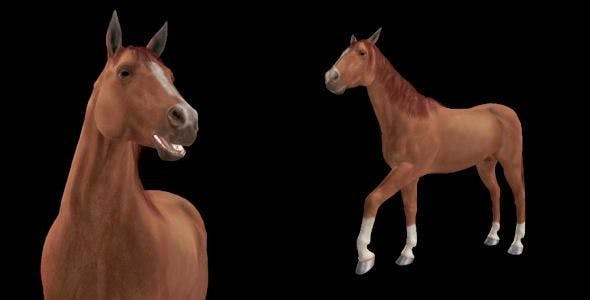 Real Horse Chestnut Pack of 2 - Download 6588702 Videohive