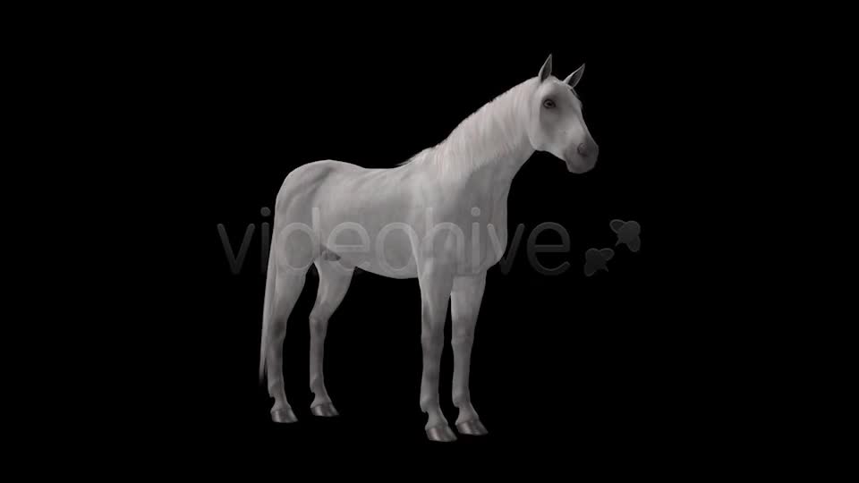 Real Horse White & Black Pack of 2 Videohive 6487486 Motion Graphics Image 1