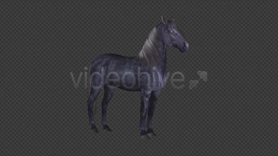 Real Horse White & Black Pack of 2 Videohive 6487486 Motion Graphics Image 10