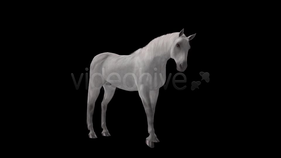 Real Horse White & Black Pack of 2 Videohive 6487486 Motion Graphics Image 2