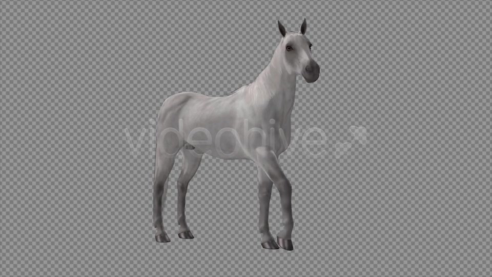 Real Horse White & Black Pack of 2 Videohive 6487486 Motion Graphics Image 3