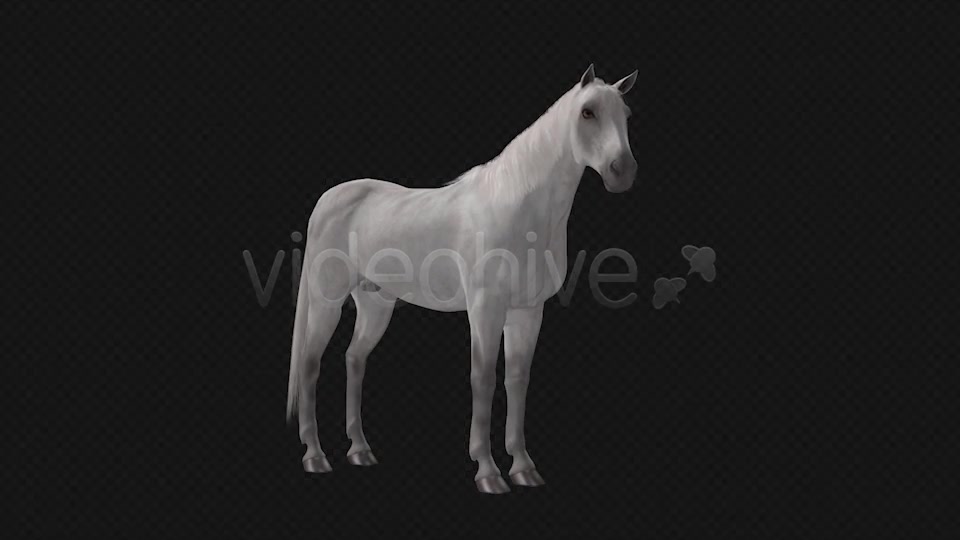 Real Horse White & Black Pack of 2 Videohive 6487486 Motion Graphics Image 4