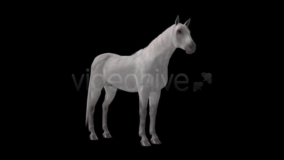 Real Horse White & Black Pack of 2 Videohive 6487486 Motion Graphics Image 5