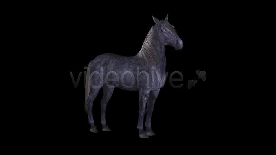 Real Horse White & Black Pack of 2 Videohive 6487486 Motion Graphics Image 6