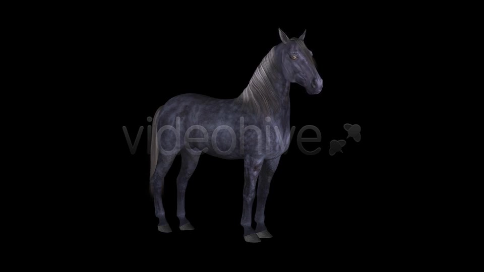 Real Horse White & Black Pack of 2 Videohive 6487486 Motion Graphics Image 7