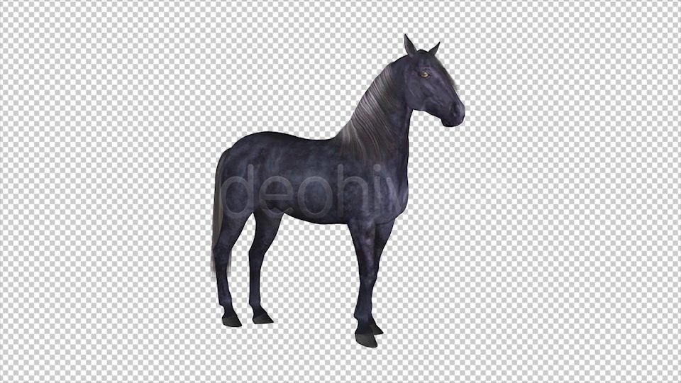 Real Horse White & Black Pack of 2 Videohive 6487486 Motion Graphics Image 8