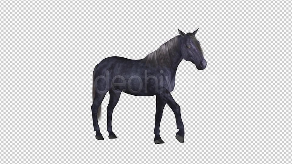 Real Horse White & Black Pack of 2 Videohive 6487486 Motion Graphics Image 9