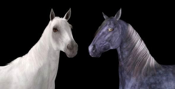 Real Horse White & Black Pack of 2 - 6487486 Videohive Download