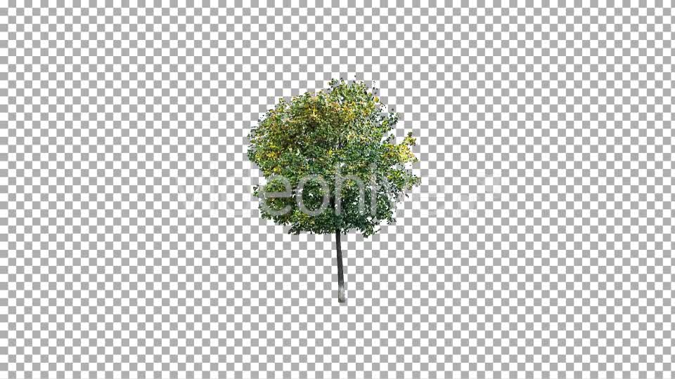 Real Tree Isolated in the Wind 3 Videohive 10639377 Motion Graphics Image 1