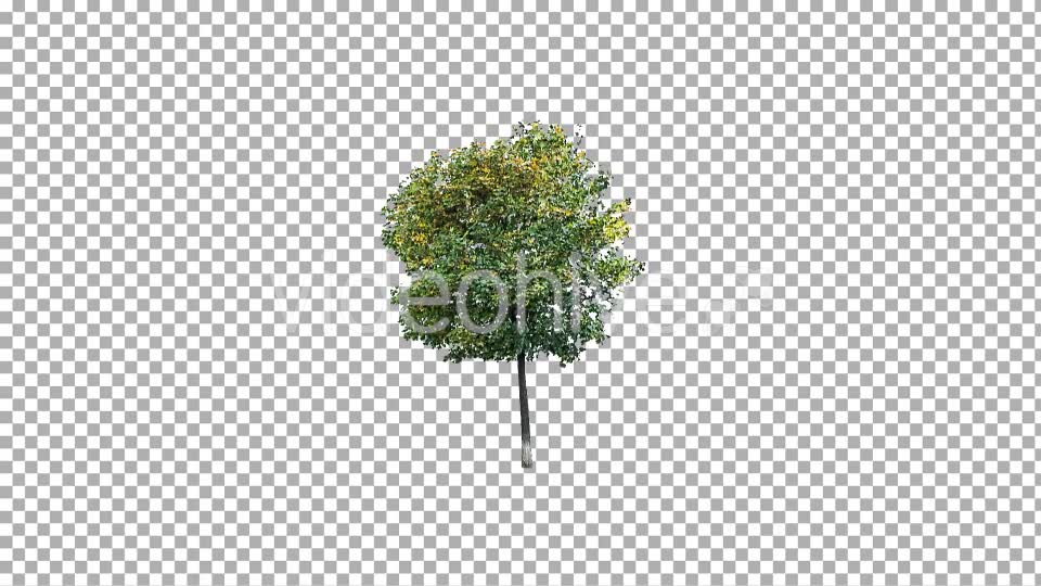 Real Tree Isolated in the Wind 3 Videohive 10639377 Motion Graphics Image 2