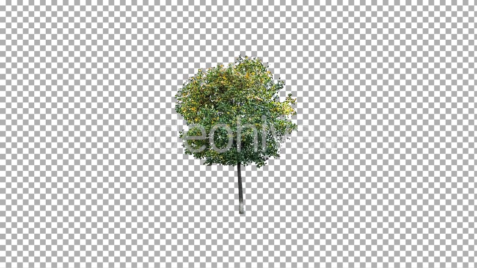 Real Tree Isolated in the Wind 3 Videohive 10639377 Motion Graphics Image 4
