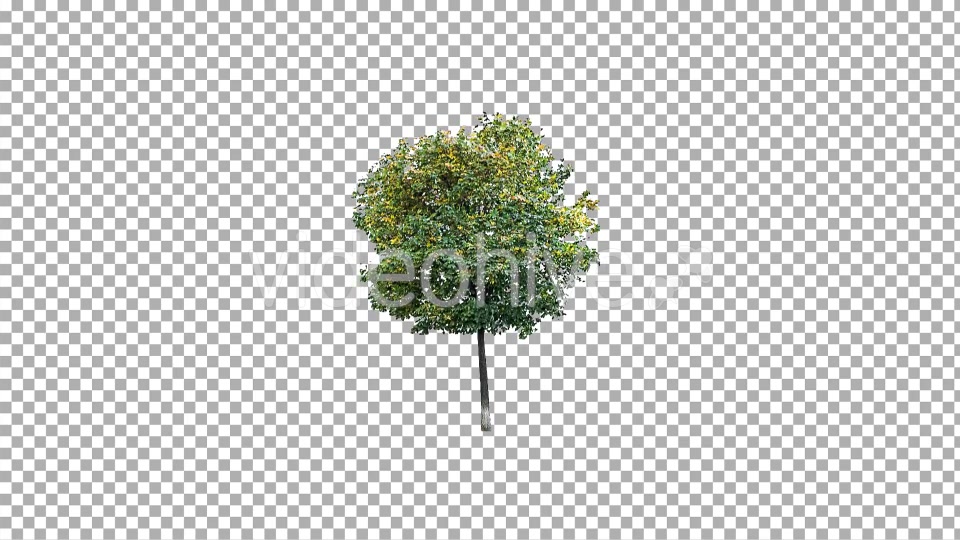 Real Tree Isolated in the Wind 3 Videohive 10639377 Motion Graphics Image 5
