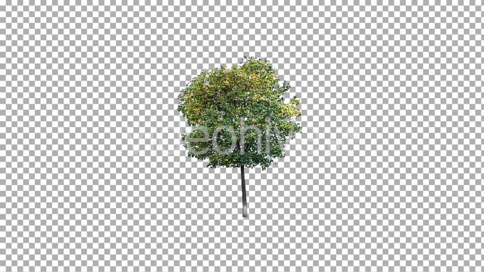 Real Tree Isolated in the Wind 3 Videohive 10639377 Motion Graphics Image 6